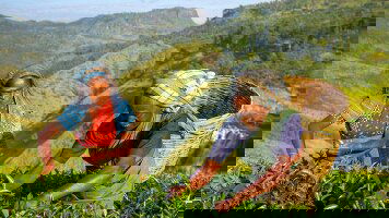 9 Day Premium Sri Lanka (Intrepid)