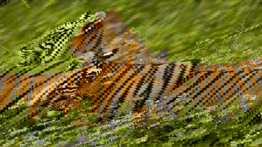 Premium India and Sri Lanka