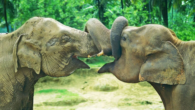 Premium Sri Lanka in Depth