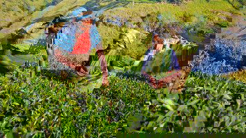 15 Day Best of Sri Lanka (Intrepid)