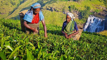 15 Day Best of Sri Lanka (Intrepid)