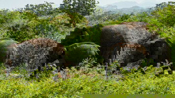 11 Day Essential Sri Lanka (Intrepid)