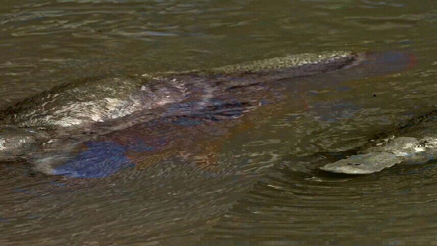 Find your Light: Daintree & Cape Tribulation Adventure