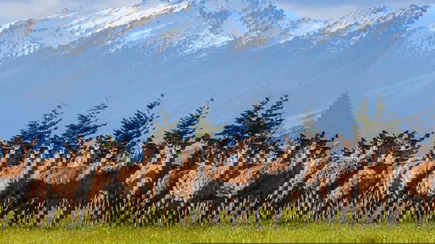 Premium New Zealand South Island