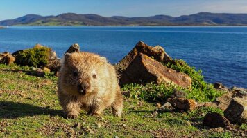 6 Day Walk Tasmania’s Capes, Freycinet & Maria Island (Intrepid)