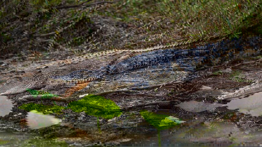 Kakadu, Katherine & Litchfield Family Adventure