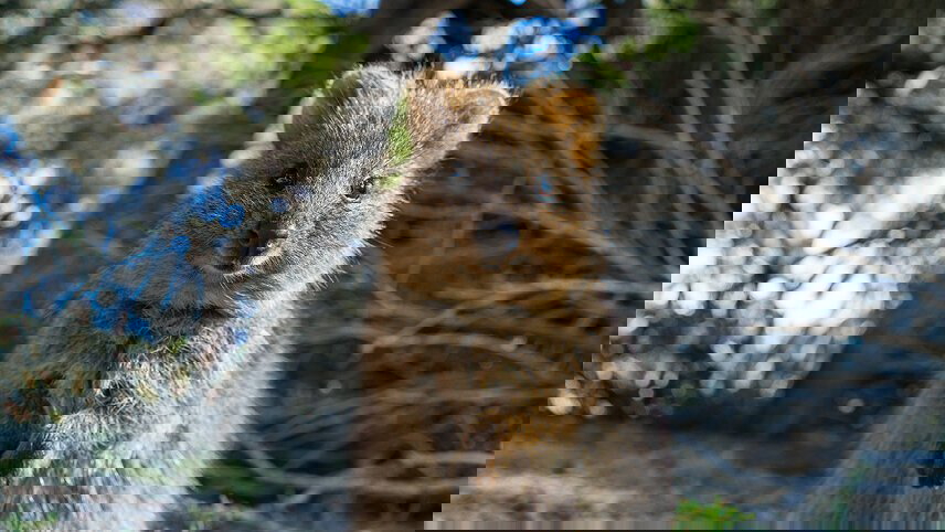 Best of Perth, Margaret River & Rottnest Island