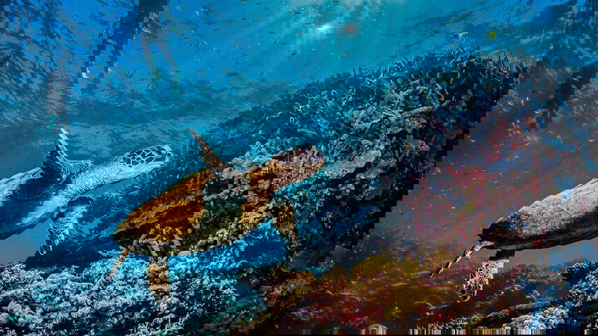 Best of Cairns, Great Barrier Reef & Daintree