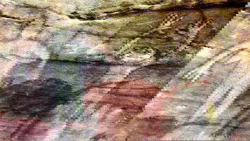 Daintree & Cape Tribulation Adventure