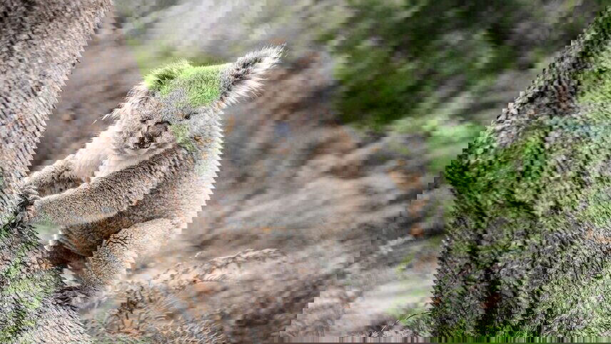 Melbourne to Cairns Adventure