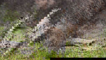 7 Day Melbourne to Sydney Adventure (Intrepid)