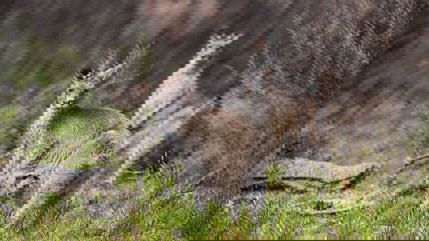 Melbourne to Sydney Adventure