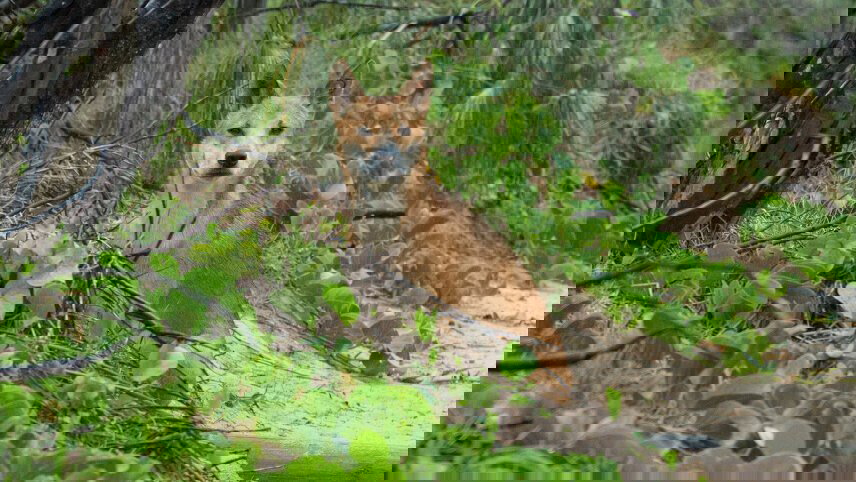 Sydney to Cairns Adventure