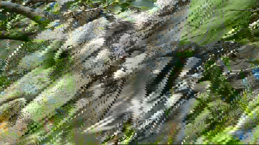 East Coast Australia Adventure