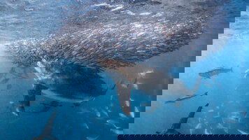 8 Day West Coast Adventure (Northbound) (Intrepid)