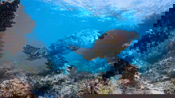 7 Day West Coast Adventure (Southbound) (Intrepid)