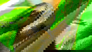 10 Day Best of Costa Rica (Intrepid)