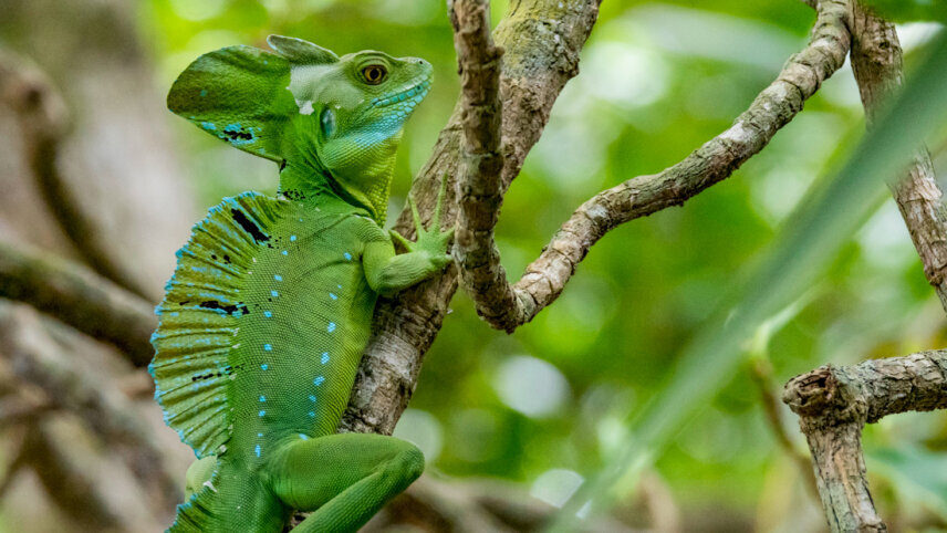 Premium Costa Rica in Depth