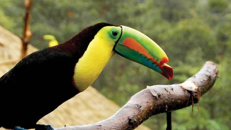 Costa Rica & Panama Discovery