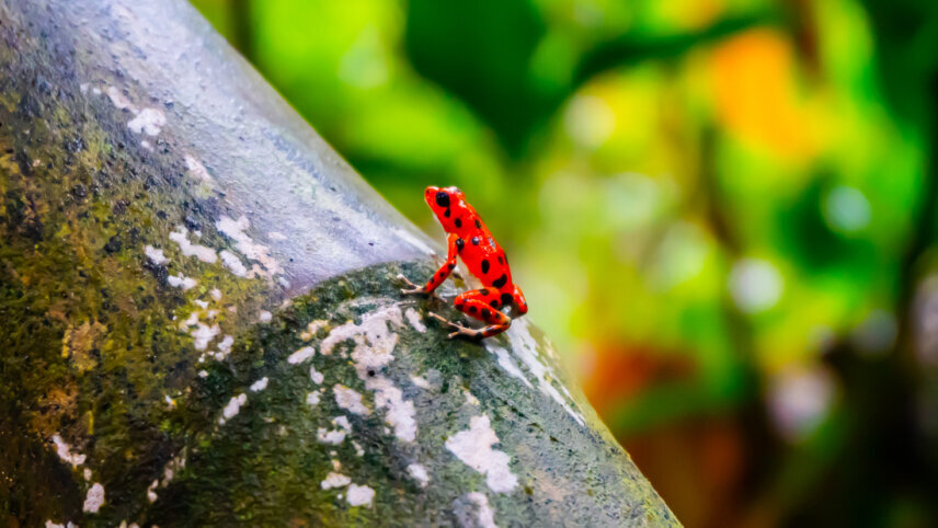 Costa Rica & Panama Discovery