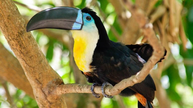 Central America Encompassed