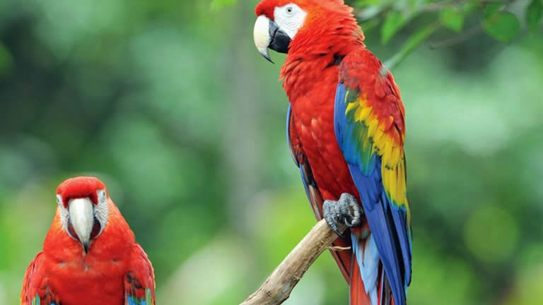 Central America Explorer