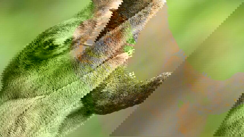 Central America Explorer