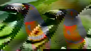 8 Day Land of Belize (Intrepid)