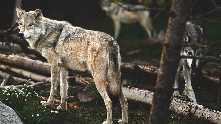 Yellowstone and Grand Teton Family Holiday