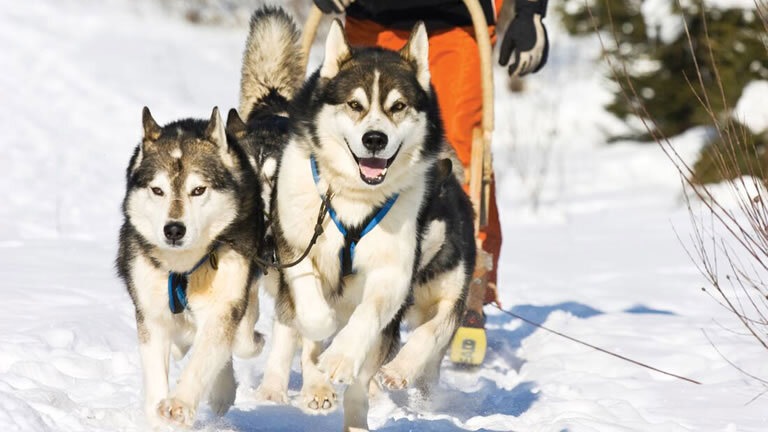 Alaska Winter Adventure