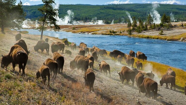 Yellowstone and Grand Tetons Adventure