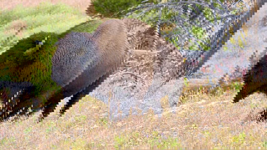 Hiking and Backpacking Yellowstone's Bechler River Traverse