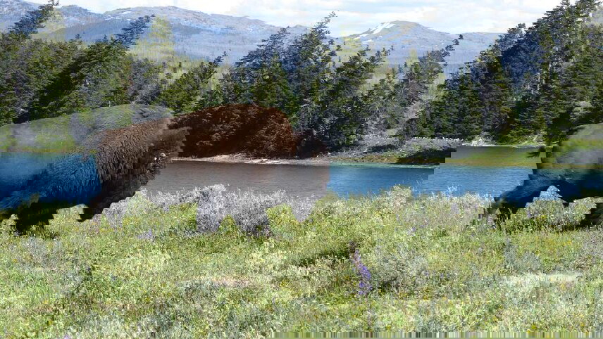 Hiking in Yellowstone