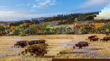 7 Day South Dakota to Yellowstone Parks Explorer (Intrepid)
