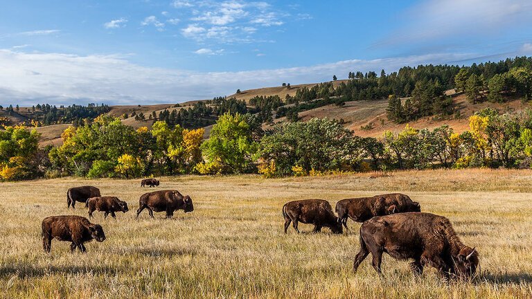 South Dakota to Yellowstone Parks Explorer