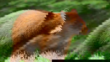 8 Day Alaska Discovery (Intrepid)