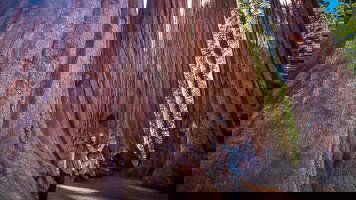 7 Day Best of California's National Parks (Intrepid)