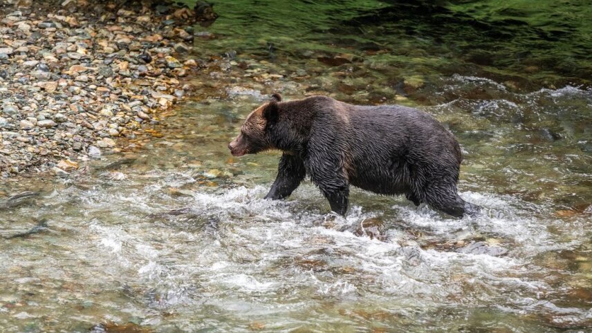 Wild Canada & Alaska: Vancouver to Anchorage