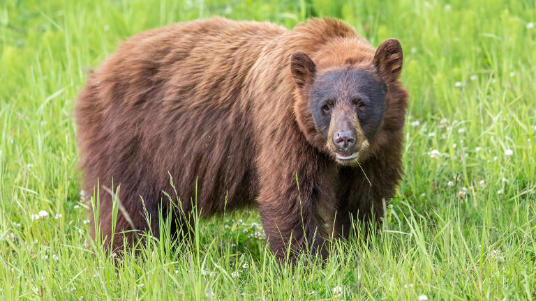 Real Canadian Rockies