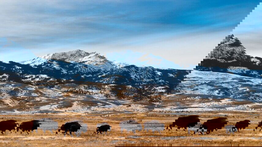 Premium Walking & Hiking in Yellowstone