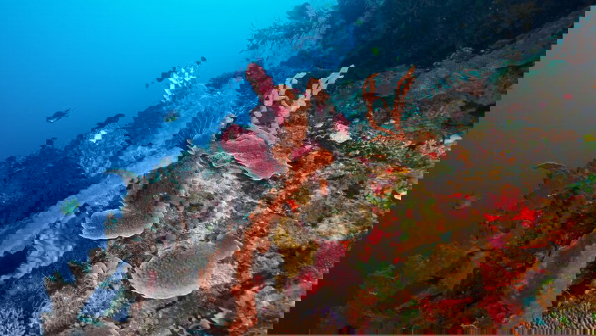 Timor-Leste Expedition