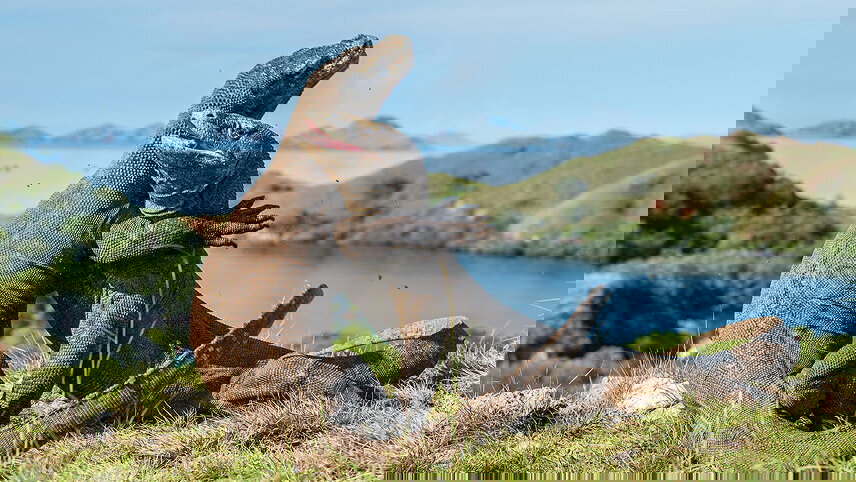 Komodo & Flores Adventure