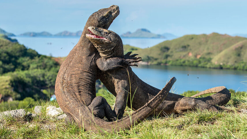 Bali, Flores & Komodo Discovery