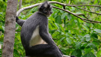 10 Day Sumatra Adventure (Intrepid)