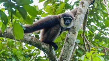 9 Day Indonesia Expedition: Orangutans of Kalimantan (Intrepid)