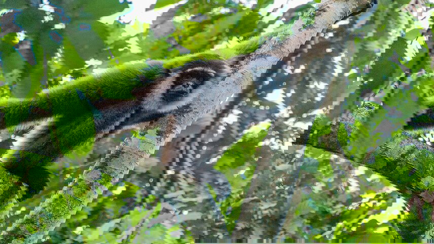 Indonesia Expedition: Orangutans of Kalimantan