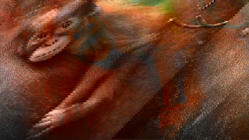 Indonesia Expedition: Orangutans of Kalimantan