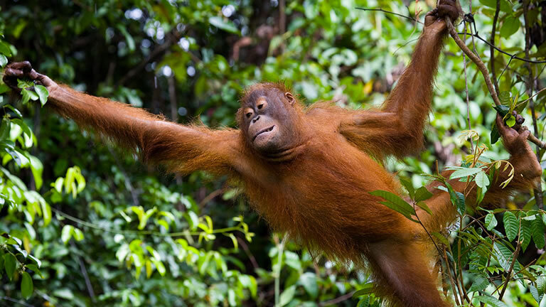 Borneo Family Holiday