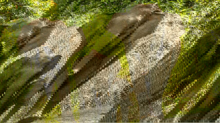 Borneo Family Holiday Comfort