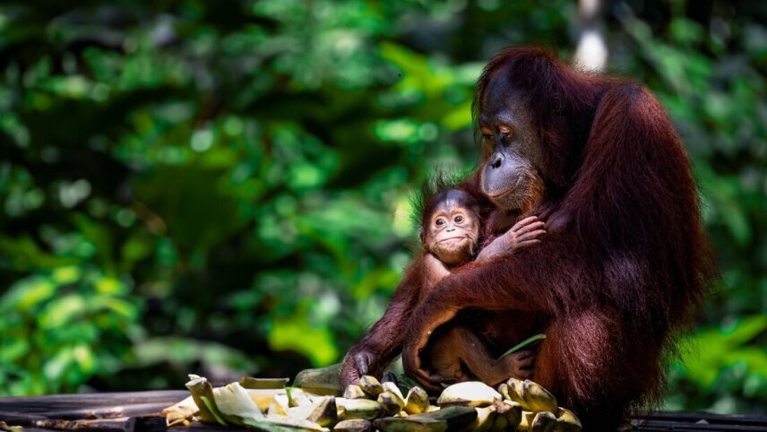 Borneo Premium Family Holiday